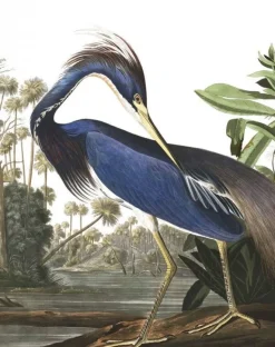 Behangpaneel Louisiana Heron