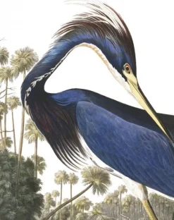 Behangpaneel Louisiana Heron