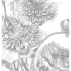 Engraved Flowers behang