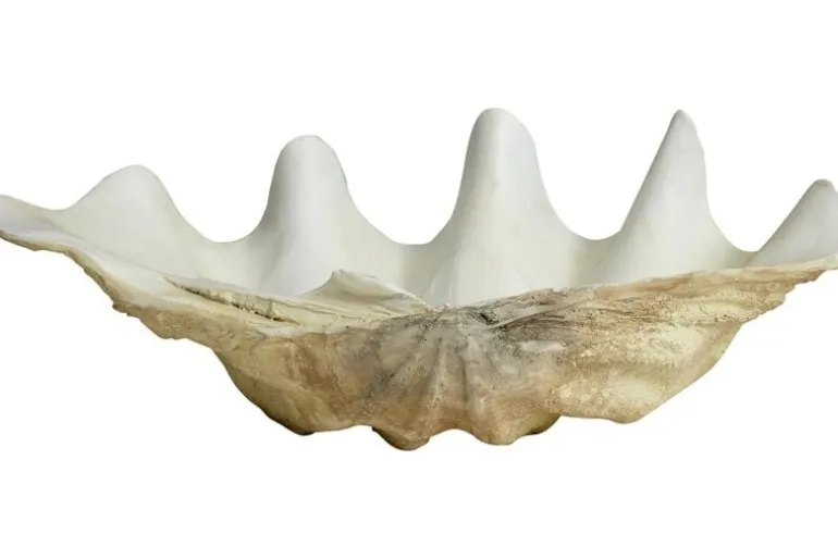 Kichi decoratie schelp