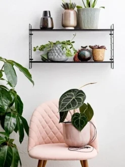 North wandrek - 12408888